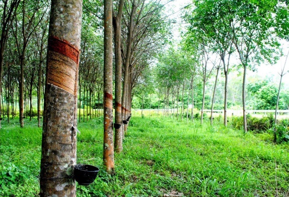 Hình minh họa câu hỏi
